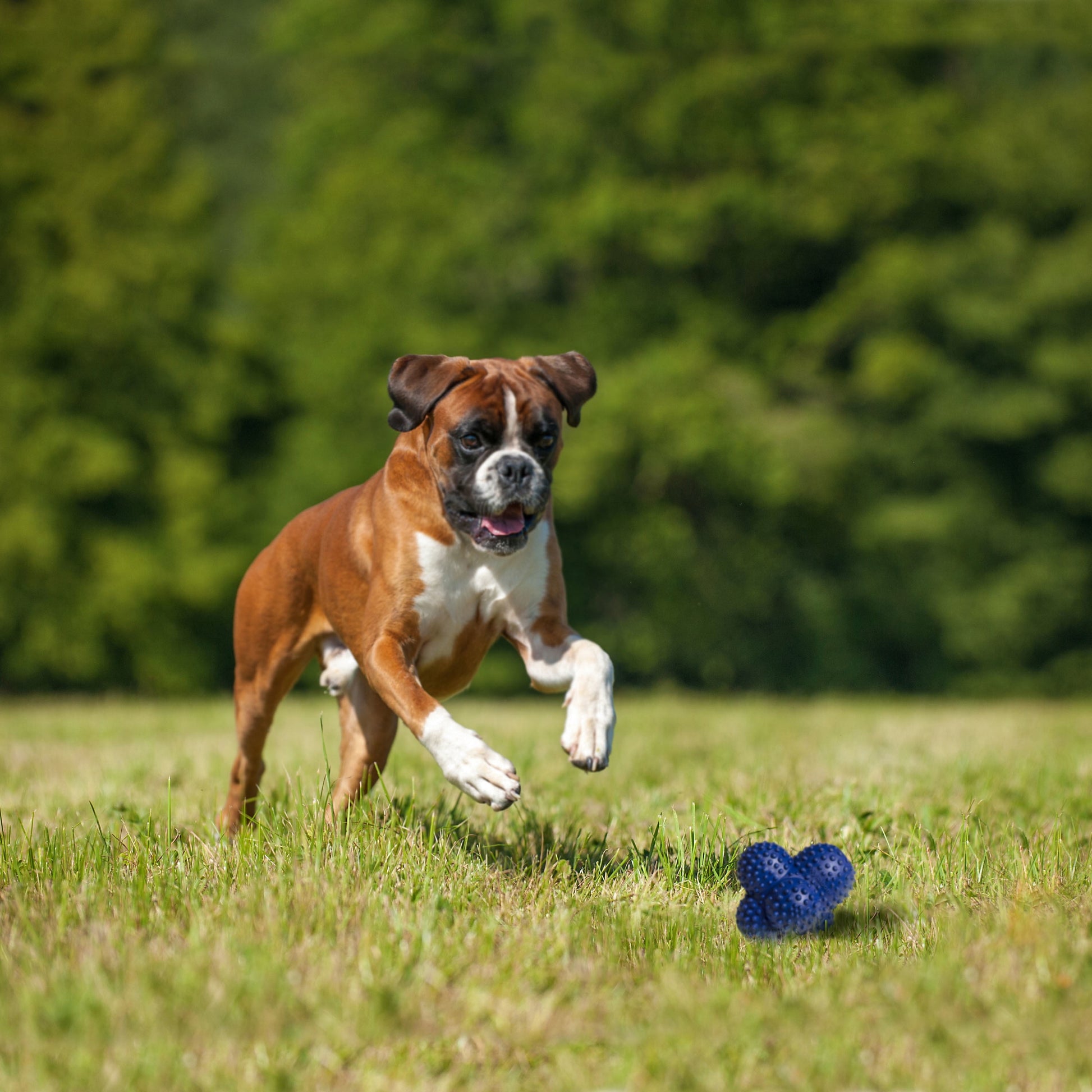 Large/Giant Power Play Ball for Dogs - Suitable for Dogs up to 50 Lbs (1 Count)