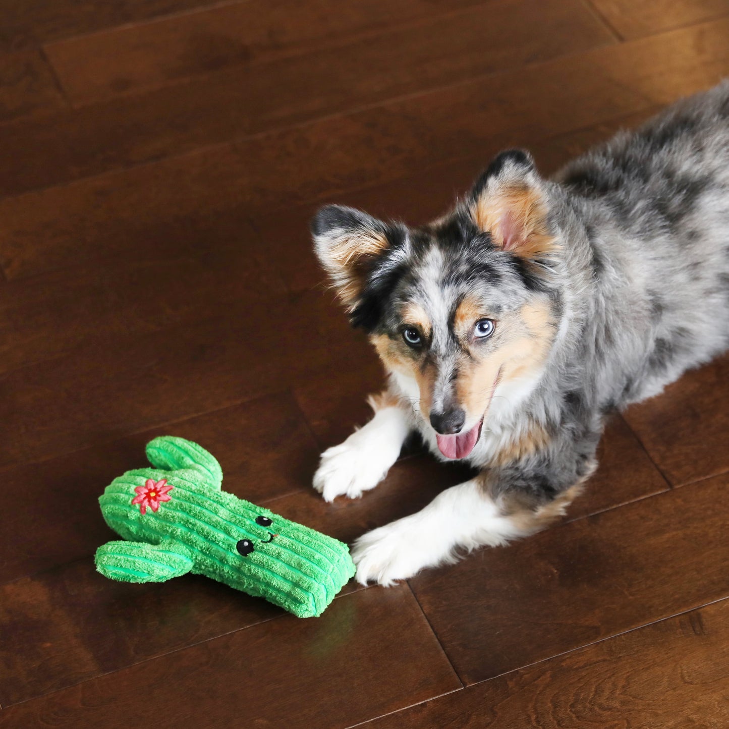 Squeaky Cactus 2 in 1 Pocket Plush Squeaky Dog Toys for Small Dogs