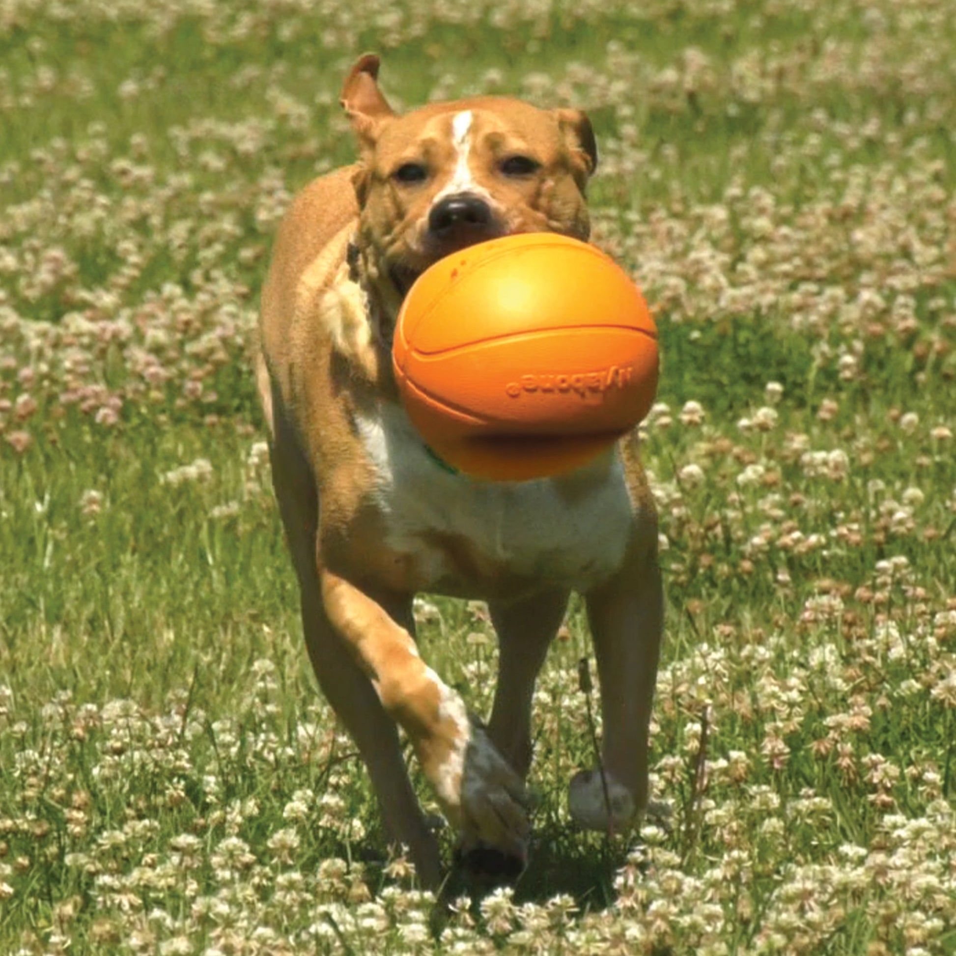 Professional Title: "Medium/Wolf Power Play Dog Basketball with B-Ball Gripz - Suitable for Dogs up to 35 Lbs, 4.5 Inch (1 Count)"